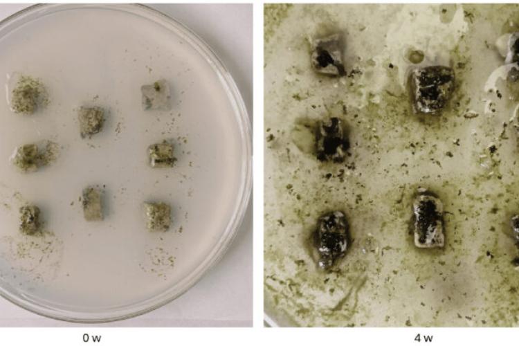 didascalia Lorem ipsum 2