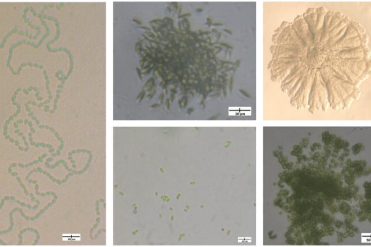 didascalia Lorem ipsum 3